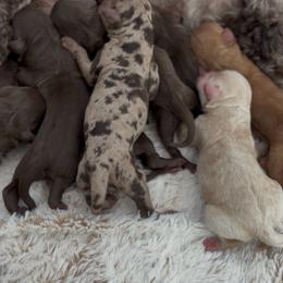 Cocoa - Chocolate female Goldendoodle puppy in Queen Creek, Arizona from Sunny Doodles
