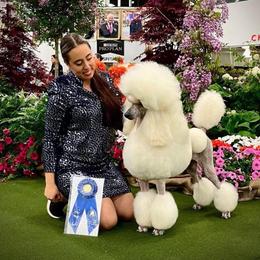 Mona - Poodle