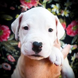 Chloris- Girl 1 - White female Dogo Argentino puppy in San Diego, California from Debonair Dogos