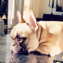 Moxxi - French Bulldog