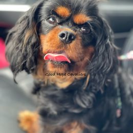 Cavalier King Charles Spaniel Puppies from Good Hope Cavaliers