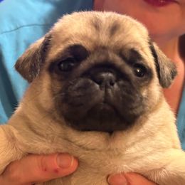 Goldie (white collar) - Fawn female Pug puppy in Morgantown, West Virginia from Groovy Pugs