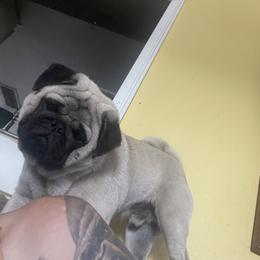 Bulldog and Pug Puppies from Love that bulldog lewter family
