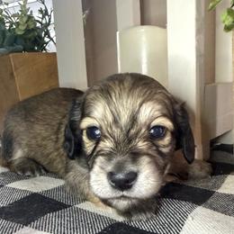 Blue collar male - Cream male Dachshund puppy in Wylie, Texas from Karas Royal Dachshunds