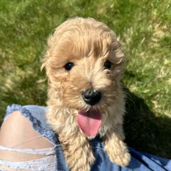 Double Doodle puppies from Krystle’s Premier Doodles