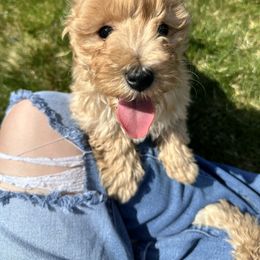 Double Doodle puppies from Krystle’s Premier Doodles