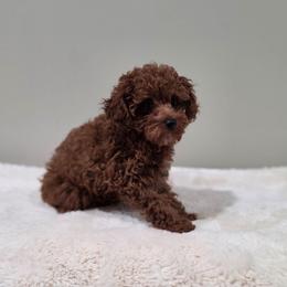 Eli (AKC) - Red  male Poodle puppy in Rainbow City, Alabama from Spinks Poodles
