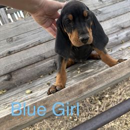 Miss Blue girl - Black and tan female Black and Tan Coonhound puppy in Pueblo, Colorado from BT Coonhound