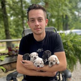 French Bulldogs from Harp Lux Frenchies