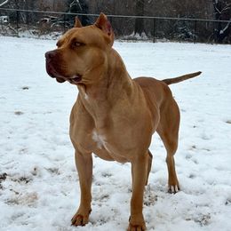 Azeri - American Bully
