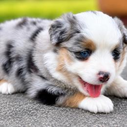 Nevada - Blue merle female Miniature American Shepherd puppy in Leitchfield, Kentucky from Legendmaker MAS