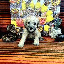 Pepe - White male Schnoodle puppy in Tucson, Arizona from Smart Schnauzers & Schnoodles