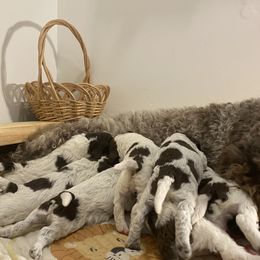 Boy 4 - Brown roan Lagotto Romagnolo puppy in Hendersonville, North Carolina from Wild Goods Lagotti