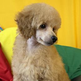 Blue Collar - Apricot male Poodle puppy in Kingston, Oklahoma from Tribal Poodles