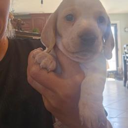 Miss Noodle - Piebald female Dachshund puppy in Fruita, Colorado from 3 B's Breeding