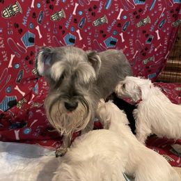 Maggie  - Miniature Schnauzer