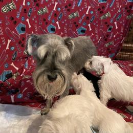 Maggie  - Miniature Schnauzer