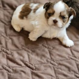 Rolo - Tricolor male Shih Tzu puppy in Kings Mountain, North Carolina from NC Shih Tzus by Tammy