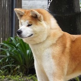 Suzuka - Japanese Akitainu