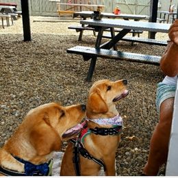 Labrador Retriever All Grown Up from Oakley's Ohio Labradors
