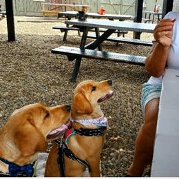 Labrador Retriever All Grown Up from Oakley's Ohio Labradors