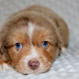 Red - Red merle male Miniature Australian Shepherd puppy in Paris, Texas from Kuttin’ Up Mini Aussies