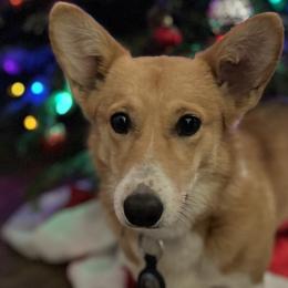 Pembroke Welsh Corgis from Osorio’s Corgis