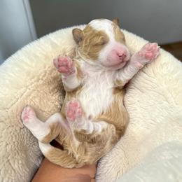 Finn - Brown and white male Bernedoodle puppy in Gainesville, Florida from Pet Inn Xxweetdoodles