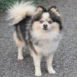 Yukon - Pomsky