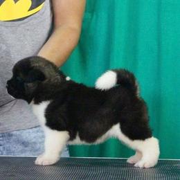 Akita Puppies from Gonza Akitas