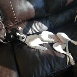 Whippet Puppies from Tigger’s Whippets