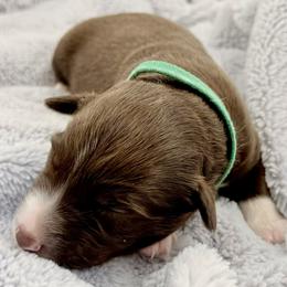 Willie - Red tri-color male Australian Shepherd puppy in Az, Yuma, Arizona from The Southern Dog