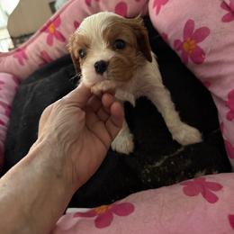 Smudge - Blenheim male Cavalier King Charles Spaniel puppy in Ocala Fl, Florida from Encore Cockers