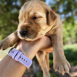 Golden Retriever Puppies from Coppertown Retrievers