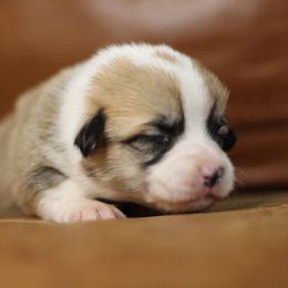 Pembroke Welsh Corgi Puppies from Ayers Acres Corgis
