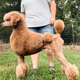 Poodles from Rosewood Standard Poodles