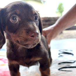 Hershey - Chocolate and tan male Dachshund puppy in Wichita Falls, Texas from D&A Doxie Belles