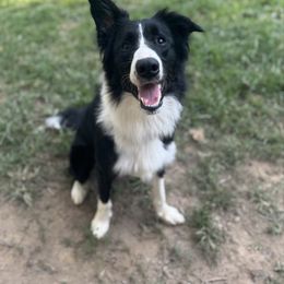 Border Collie puppies from Herding Heritage