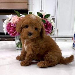 Toffee - Red male Maltipoo puppy in Spring, Texas from GlamPaw Maltipoos