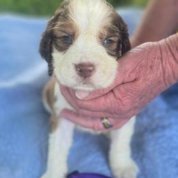 Purple boy - Liver white and roan male English Springer Spaniel puppy in Henagar, Alabama from Windy Oak Kennels
