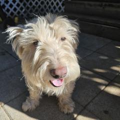 Buster - Scottish Terrier