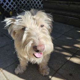 Buster - Scottish Terrier