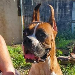 Saphira - Boxer