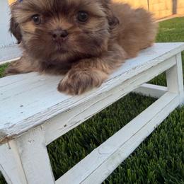 Chewie - Liver male Shih Tzu puppy in Coolidge, Arizona from Shih Tzu’s  ‘N’ Love