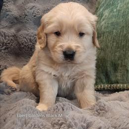 Black collar - Golden male Golden Retriever puppy in Saint Helens, Oregon from Ebert Golden Retrievers & Pugs