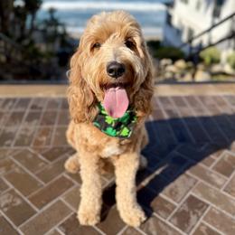 Winnie - Goldendoodle