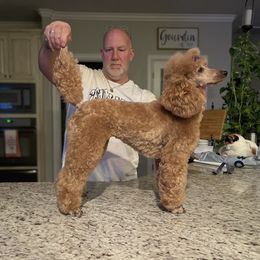 Rainee - Poodle