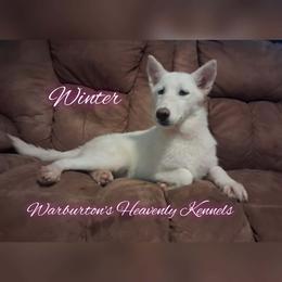 Winter - White female Siberian Husky puppy in Coeburn, Virginia from Warburton's Heavenly Kennels