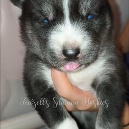 Artemis - Sable and white female Siberian Husky puppy in Richland, Mississippi from Feazell’s Siberian Huskies