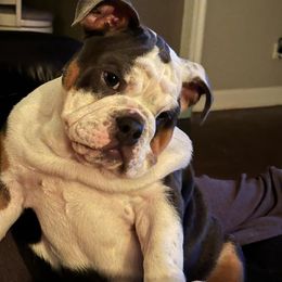 Bulldog Puppies from Reyes Bulldogs of North Georgia
